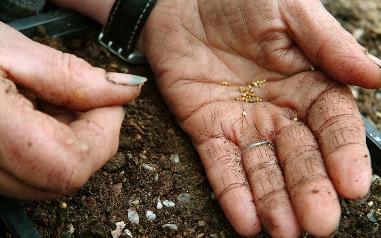 quels fruits légumes planter en mars au potager que semer pendant premier mois printemps