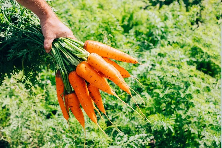 quoi planter en avril potager carottes avoir des légumes bio