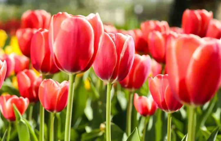 savoir entretenir les tulipes printemps 2022
