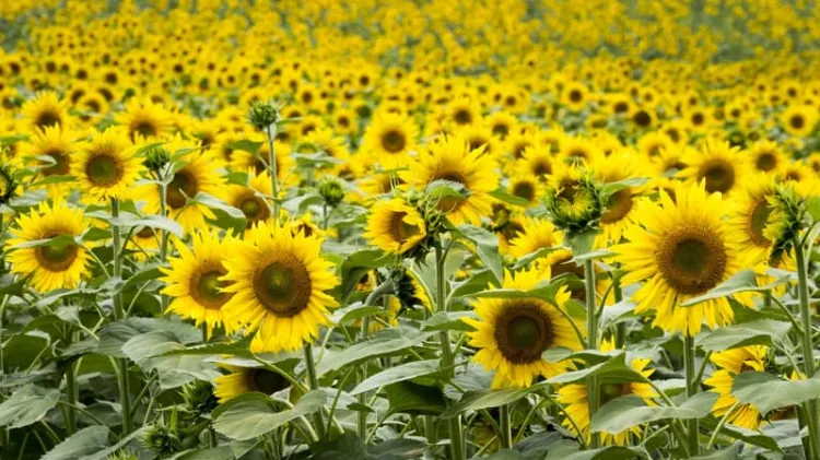 sowing sunflowers in rows or in passages 2022