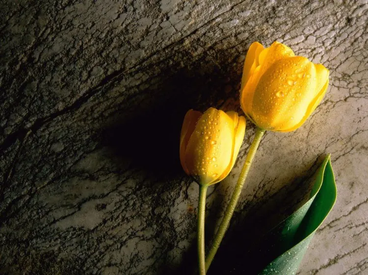 signification tulipe jaune
