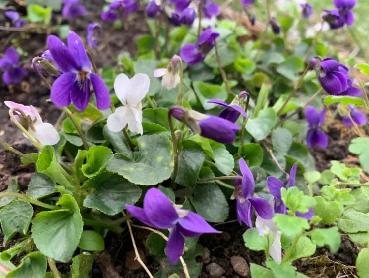 top 10 des fleurs comestibles les violettes 
