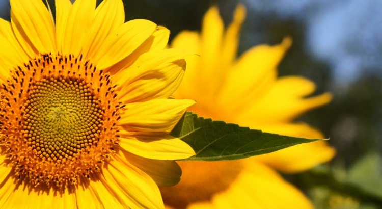 sunflower iconic flower of Ukraine 2022