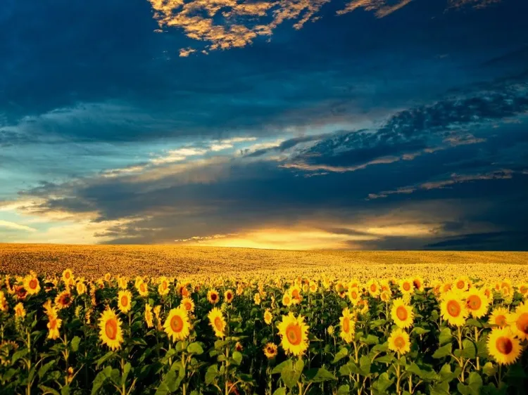 sunflowers for peace in Ukraine 2022