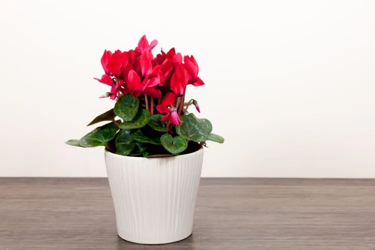 6 plantes qui purifient naturellement l'air de votre maison
