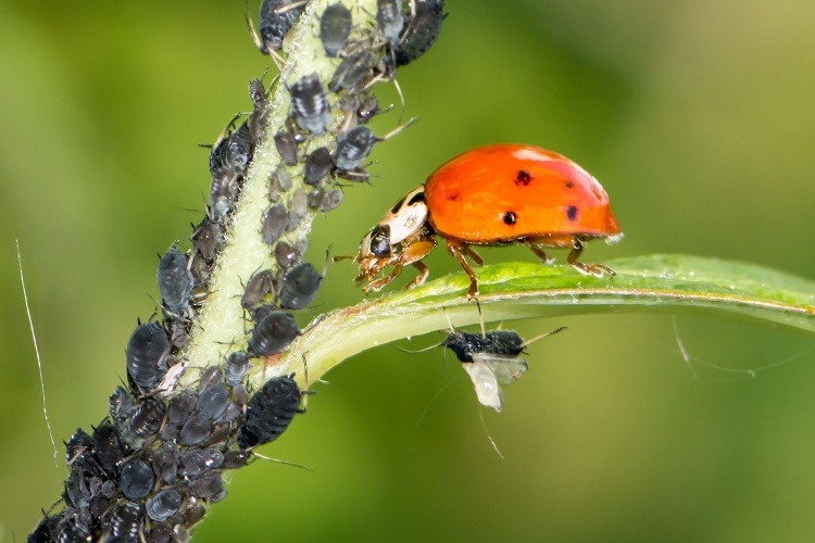 Biocontrôle et biostimulants