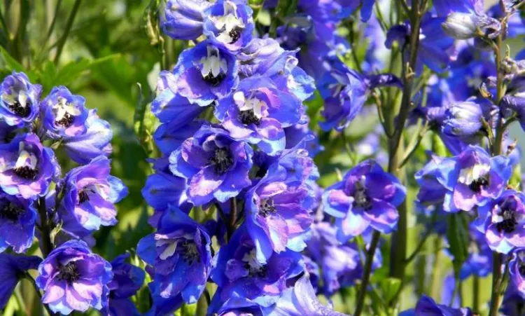 Delphinium bleu tendance printemps été jardin coloré