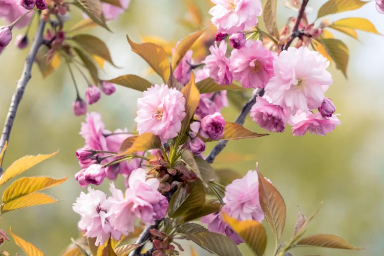 Kwanzan cherry arbres qui fleurissent au printemps