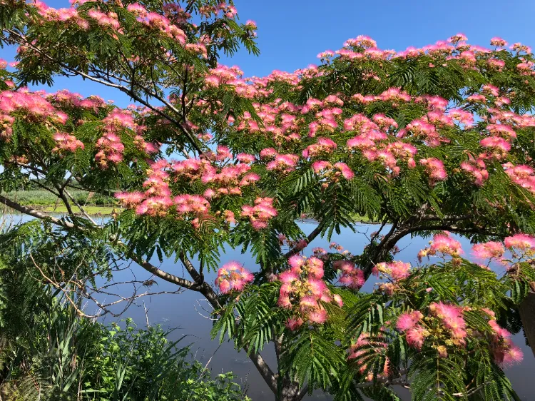 L’arbre à soie décoratif à planter au printemps