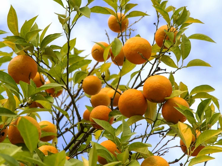 Les oranges font-elles maigrir ?