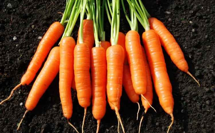 aliments faible indice glycémique carottes