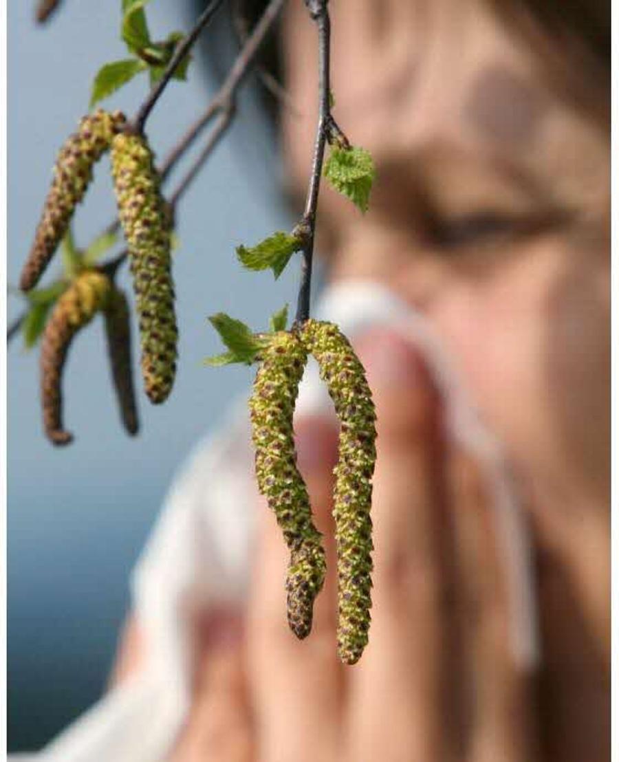 allergies au bouleau 2026