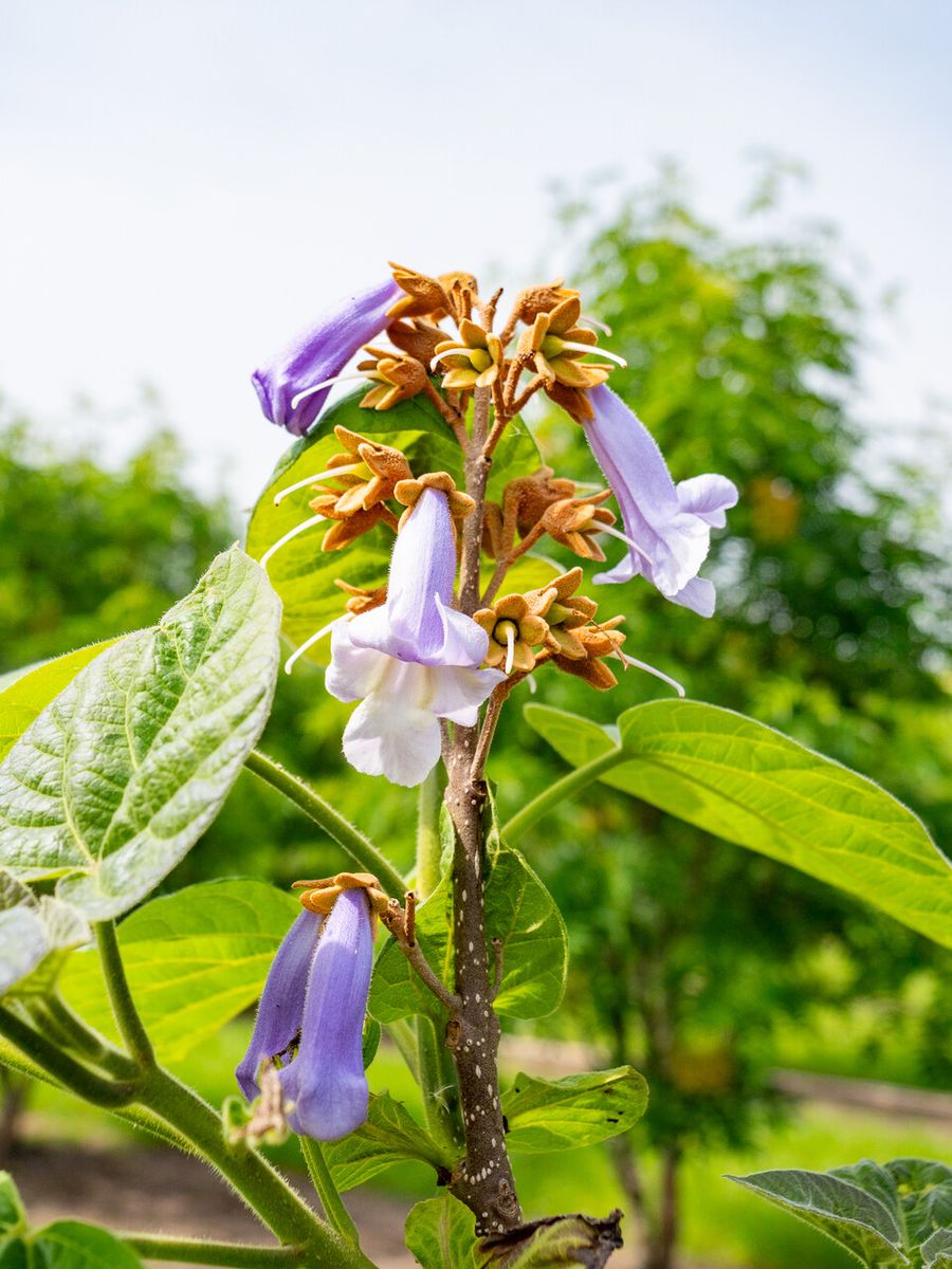 arbre avec fleur violette