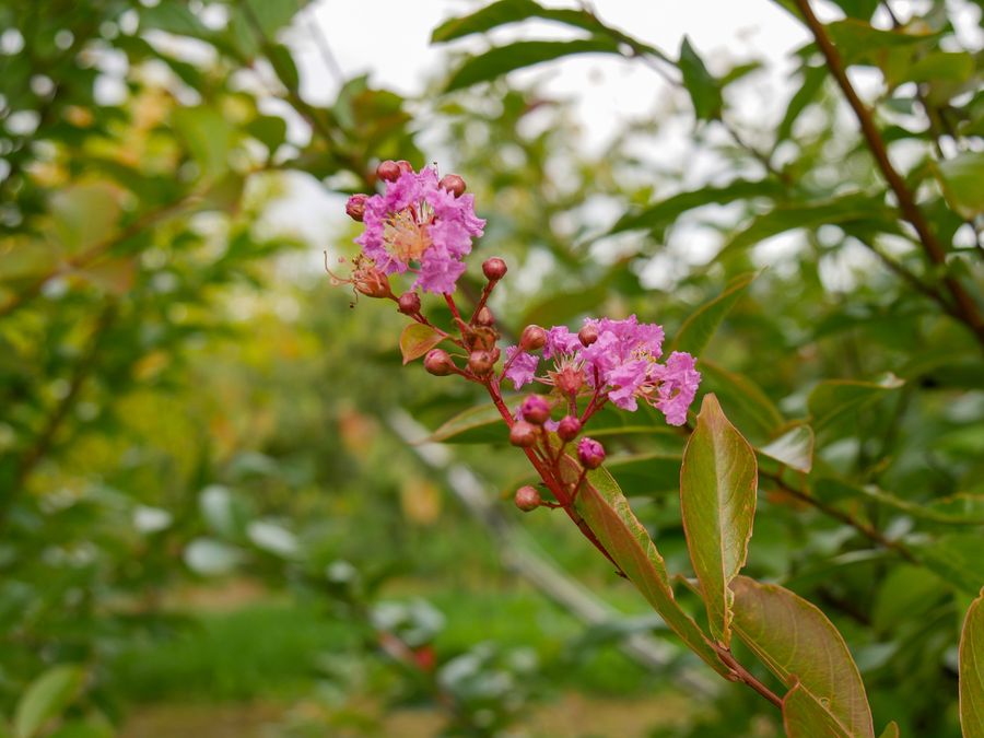 arbre de printemps