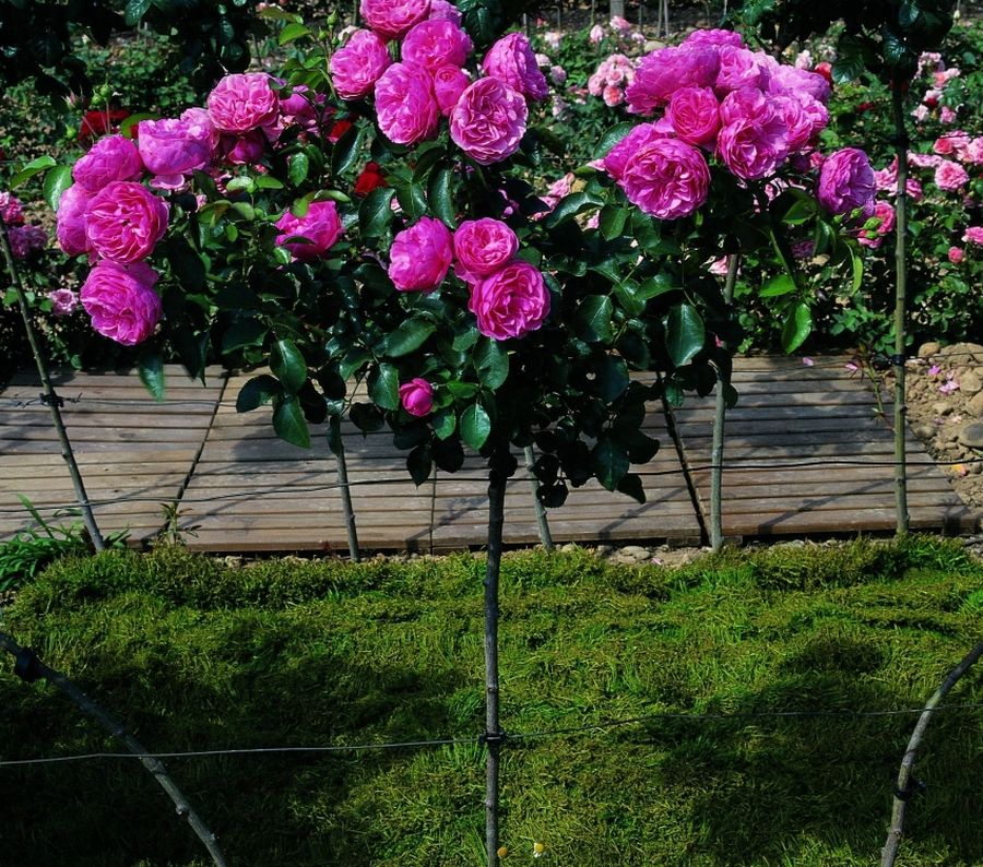 arbre fleur rose