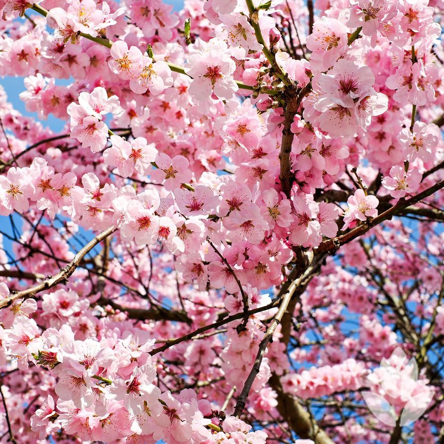 arbres avec des fleurs roses
