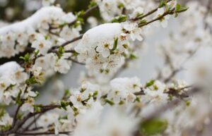 arbres fruitiers gelés que faire