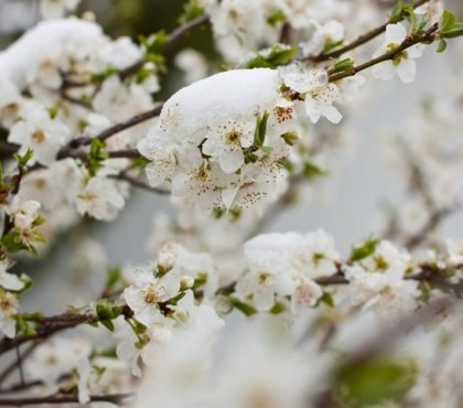 arbres fruitiers gelés que faire