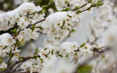 arbres fruitiers gelés que faire