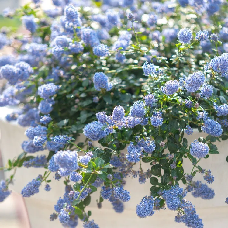 arbuste fleuri en pot pour balcon céanothe arbustes à fleurs bleues