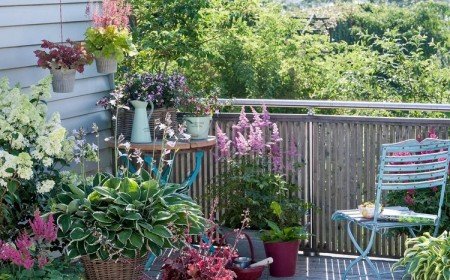 arbuste fleuri en pot pour balcon déco quelles plantes choisir