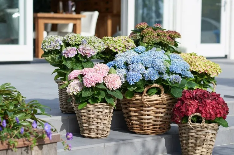 arbustes à fleurs en pot pour balcon hortensia