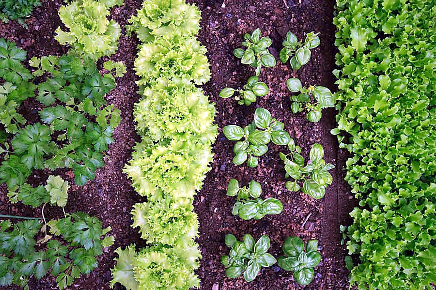 associations légumes et basilic au jardin