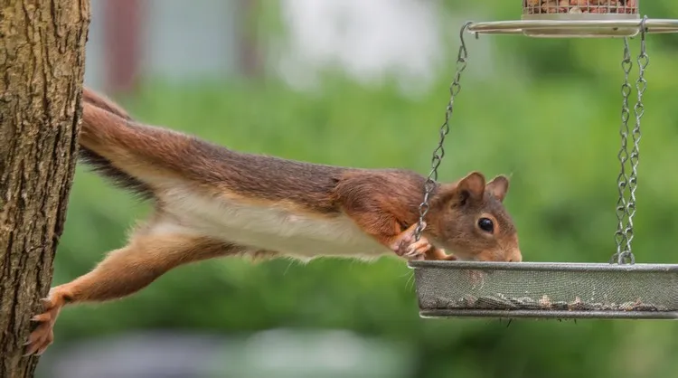 astuce entretien de jardin faire fuir les écureuils des mangeoires pour oiseaux
