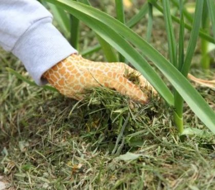 avantages de pailler le sol du jardin avec des paillis de gazon printemps 2022