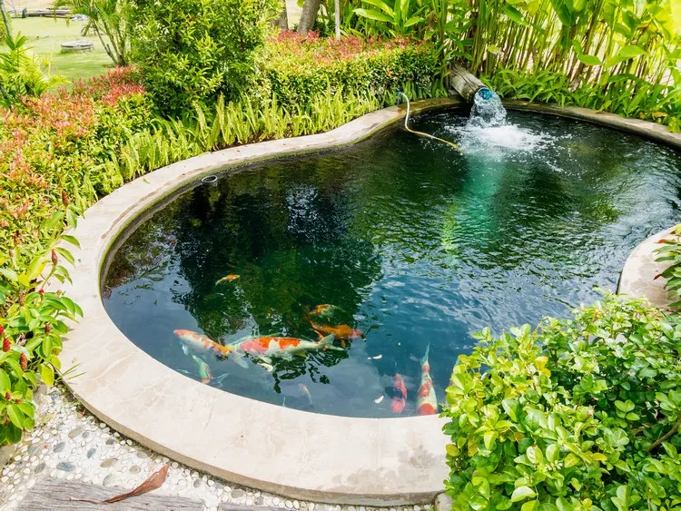bassin poissons jardin extérieur koi inspiration japonaise