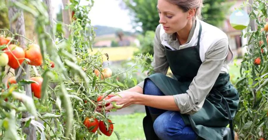 booster les plants de tomates