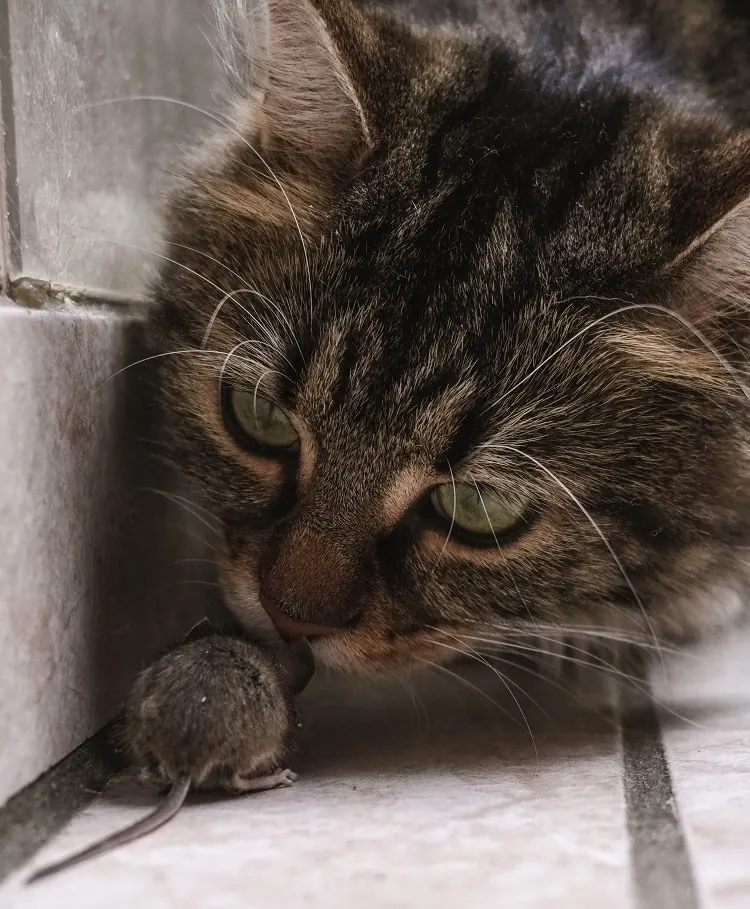 chat pour lutter contre les rats