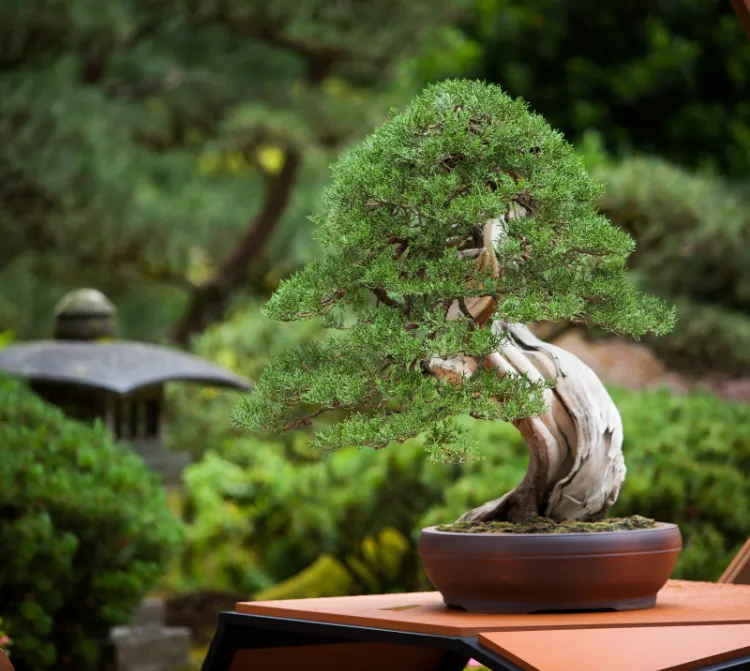 choix de bonsai intérieur extérieur comment cultiver arbre nain jardin japonais