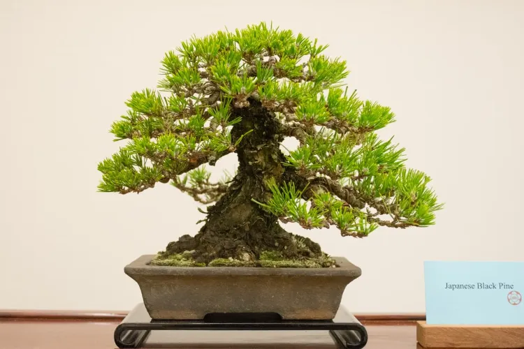 choix de bonsai intérieur extérieur comment prendre soin arbre nain en pot