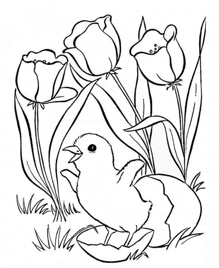 coloriage animaux printemps pour enfants poussin tulipes