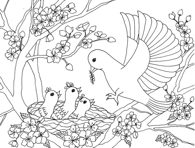 coloriage oiseaux printemps pour adultes imprimer gratuitement