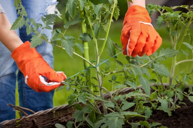 comment booster la croissance des plants de tomates