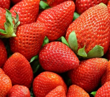 comment booster la production de votre fraisier