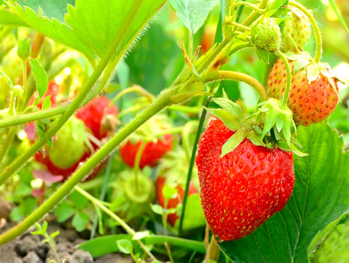 comment booster les fraisiers