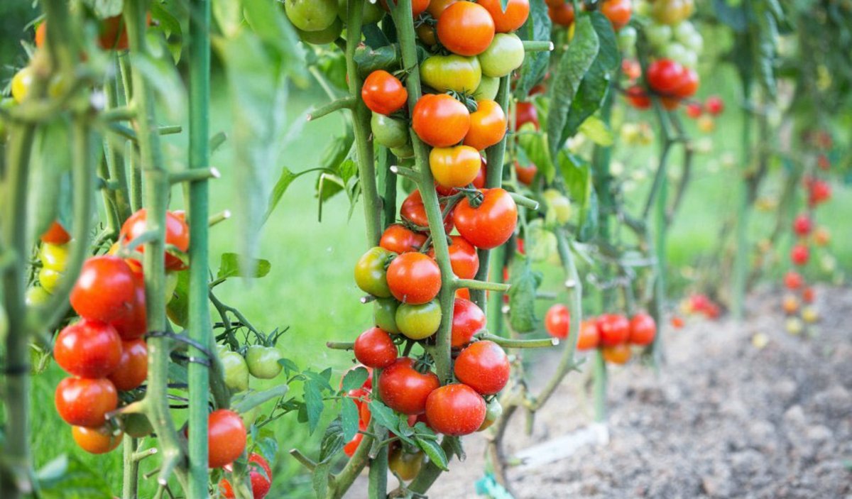 comment booster les plants de tomates