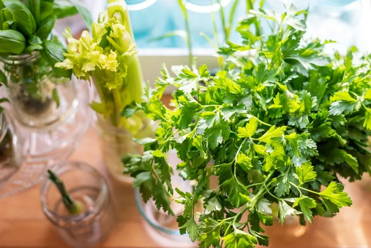 how to grow parsley in a pot in the kitchen storage tips