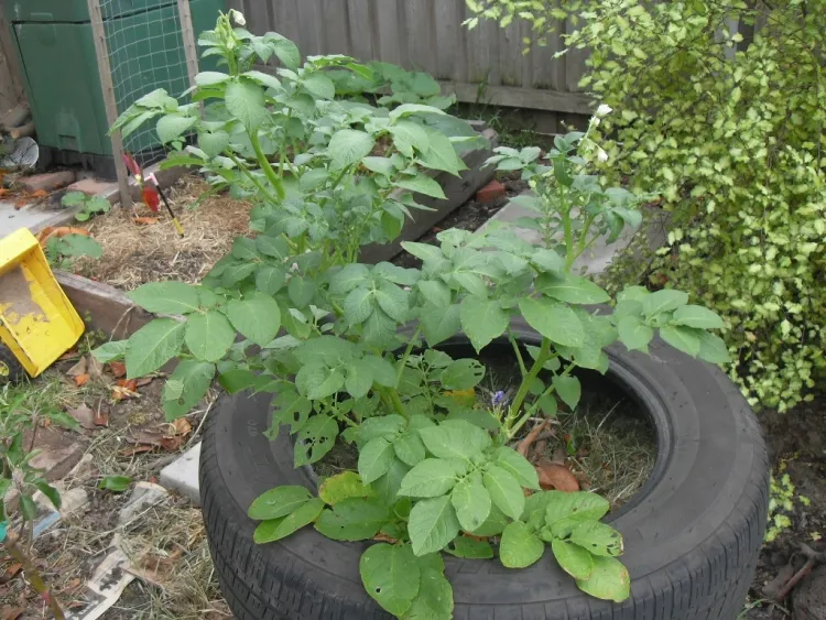 comment cultiver les pommes de terre en pot remplir pneu terre planter semences