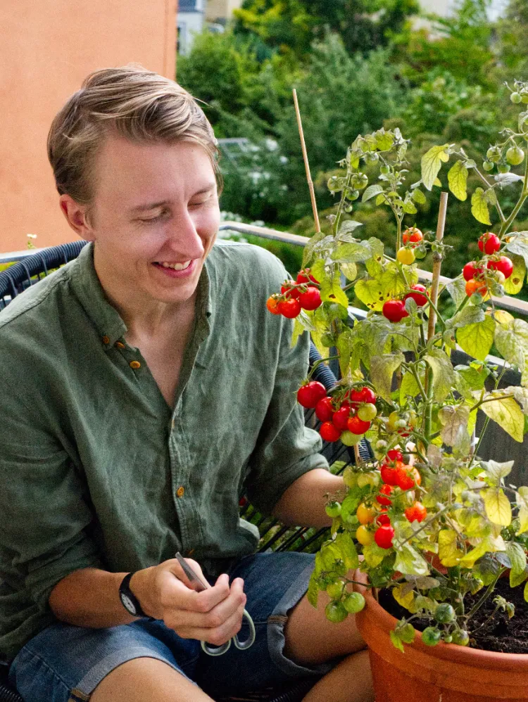 comment cultiver ses propres tomates dans un pot sur la terrace