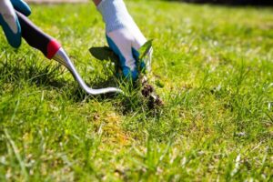 comment désherber facilement et durablement printemps été 2022