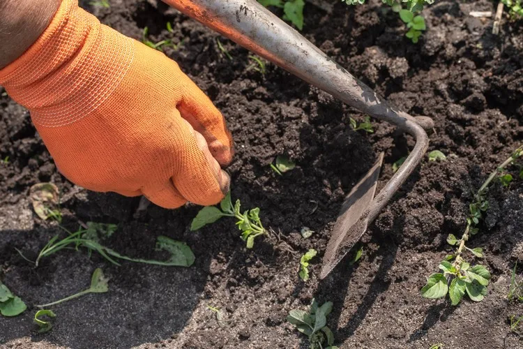 How to Eliminate Garden Maintenance Quackgrass Kill Weeds