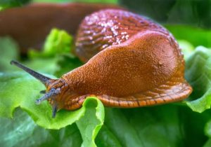 comment éliminer les limaces