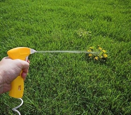 comment éliminer les mauvaises herbes des allées jardin pelouse gazon maison