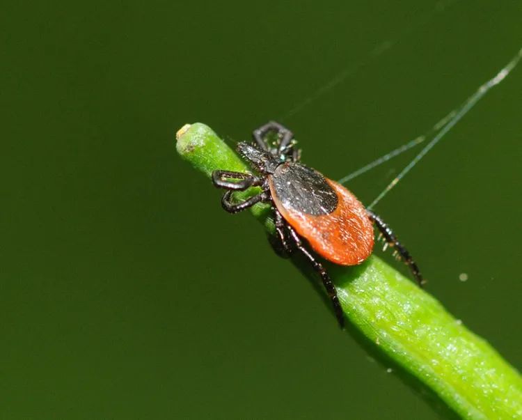 comment éliminer les tiques au jardin en 2022