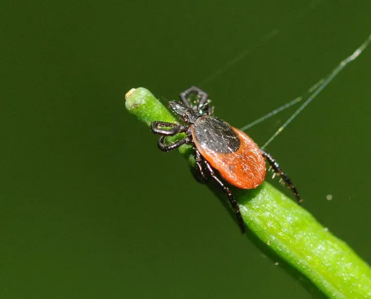 how to remove ticks in the garden in 2022