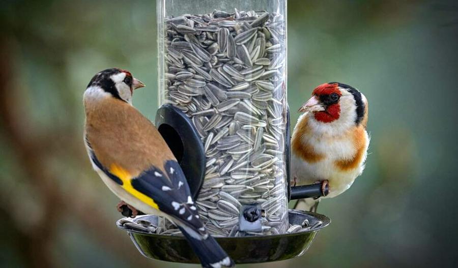 comment éloigner les oiseaux des cerisiers